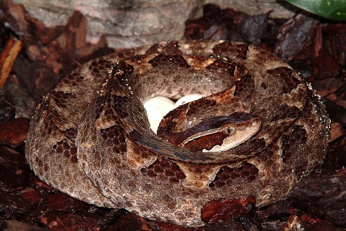 Malayan Pit Viper